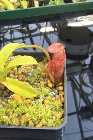 Close Up of Nepenthes diabolica x villosa | Andreas Wistuba | AW-02 | H27439