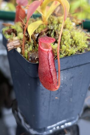 Close Up of Nepenthes diatas | Borneo Exotics | BE-3861 | H27112