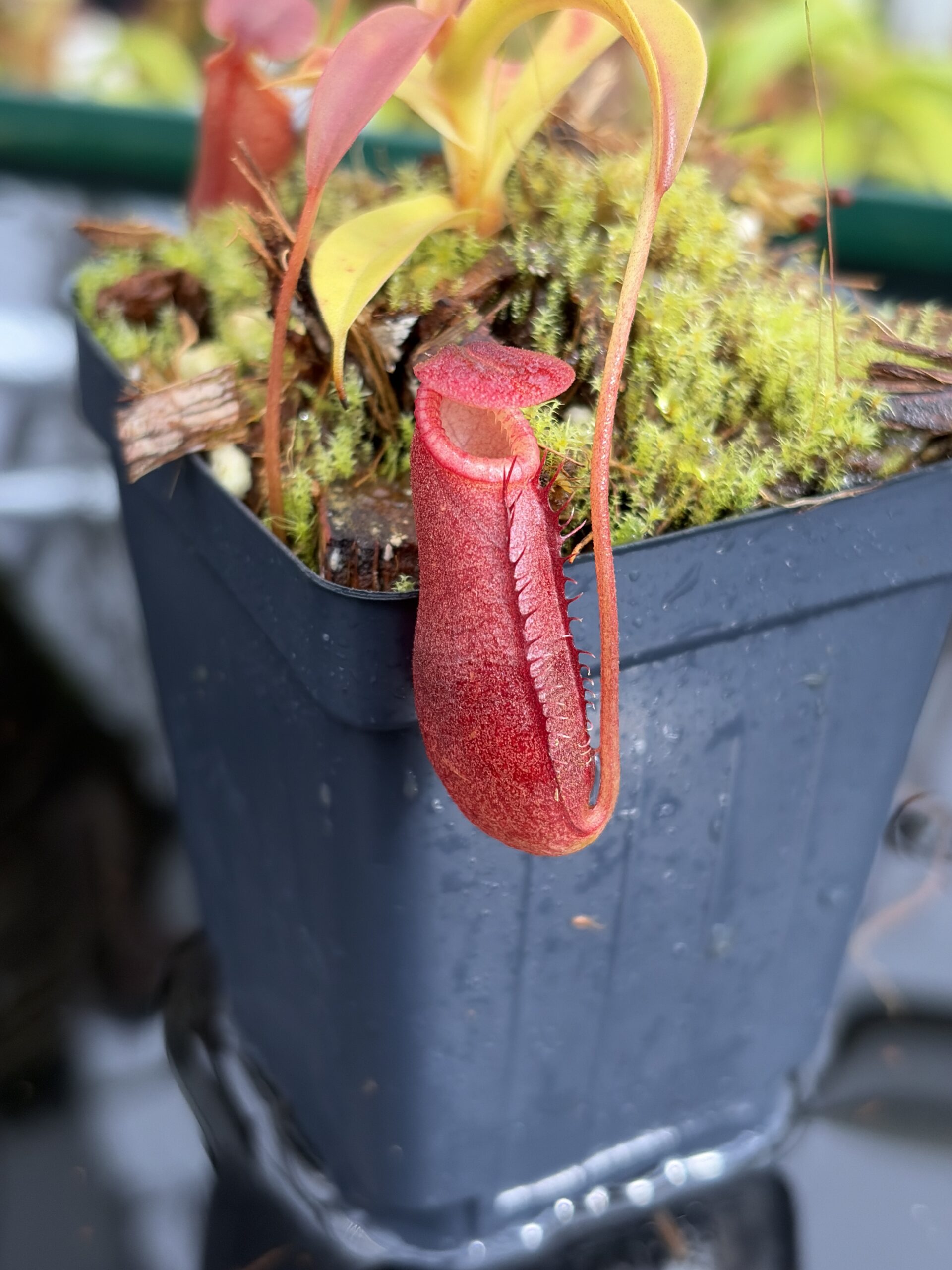 Close Up of Nepenthes diatas | Borneo Exotics | BE-3861 | H27112