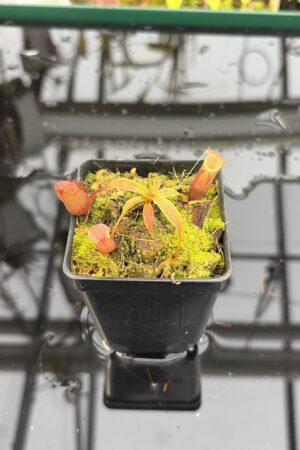 Close Up of Nepenthes diatas | Florae Collaborative | FC-219.IC | H27175