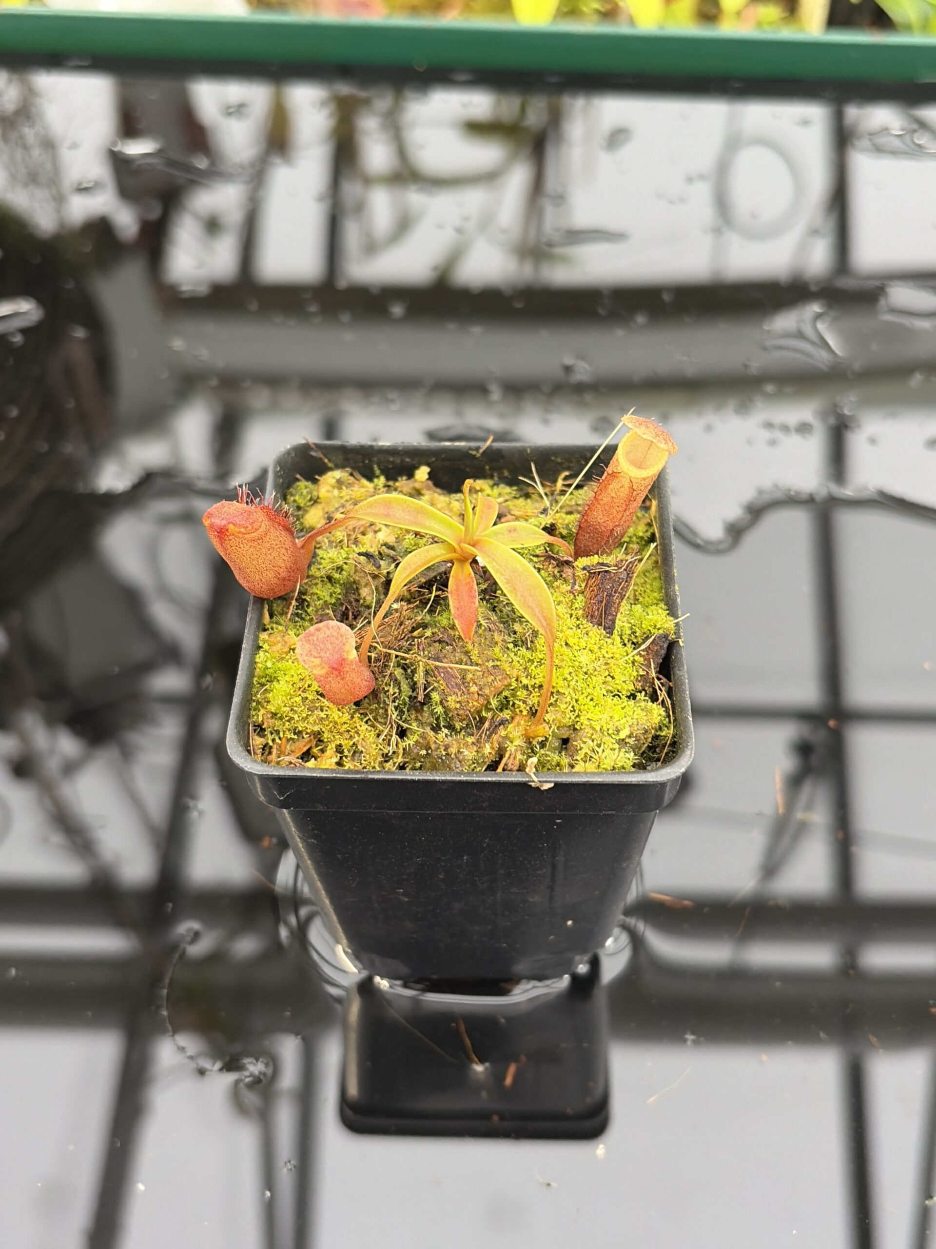 Close Up of Nepenthes diatas | Florae Collaborative | FC-219.IC | H27175