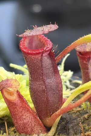 Close Up of Nepenthes diatas x villosa | JH | Jeremiah Harris | JH-391.01 | H27318