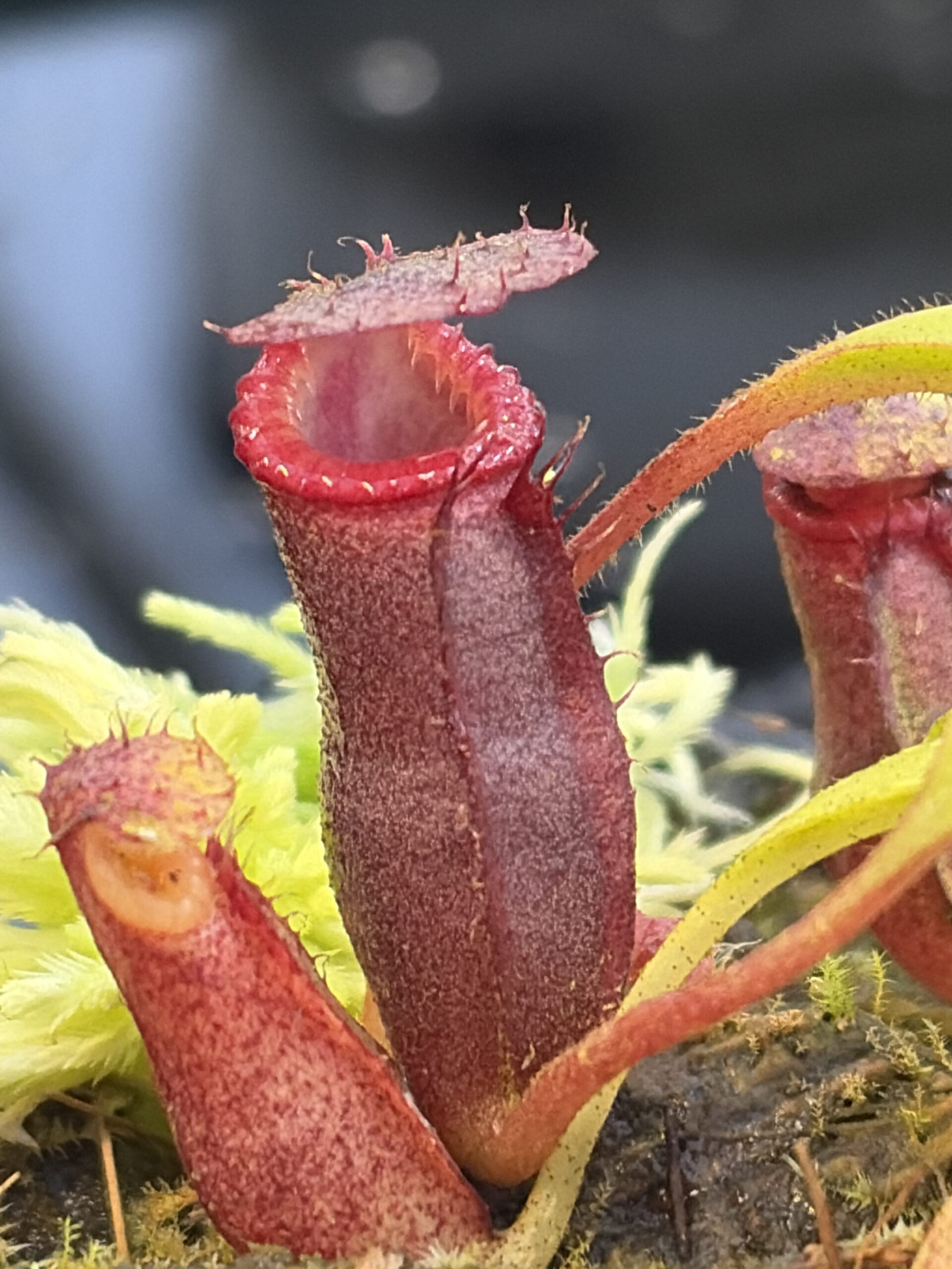 Close Up of Nepenthes diatas x villosa | JH | Jeremiah Harris | JH-391.01 | H27318