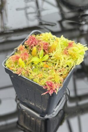Close Up of Nepenthes edwardsiana | Assorted Clones | Jeremiah Harris | JH-458 | H27127