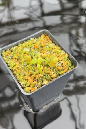 Close Up of Nepenthes edwardsiana | Assorted Clones | Jeremiah Harris | JH-458 | H27134