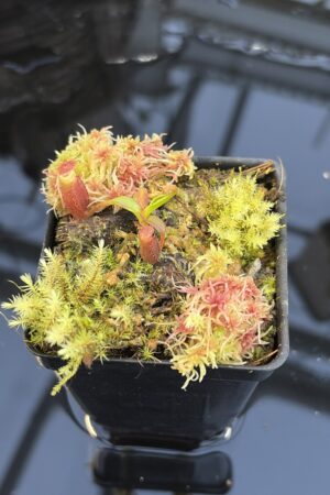 Close Up of Nepenthes edwardsiana | Florae | Clone 1 | Florae Collaborative | FC-373.01 | H27315