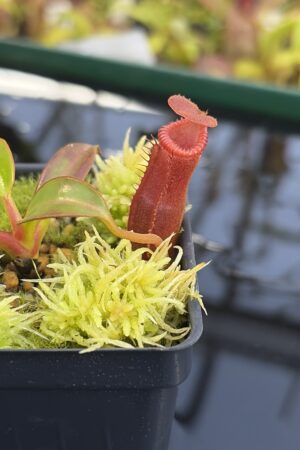 Close Up of Nepenthes edwardsiana (Tamb.) | Andreas Wistuba | AW-02 | H27307
