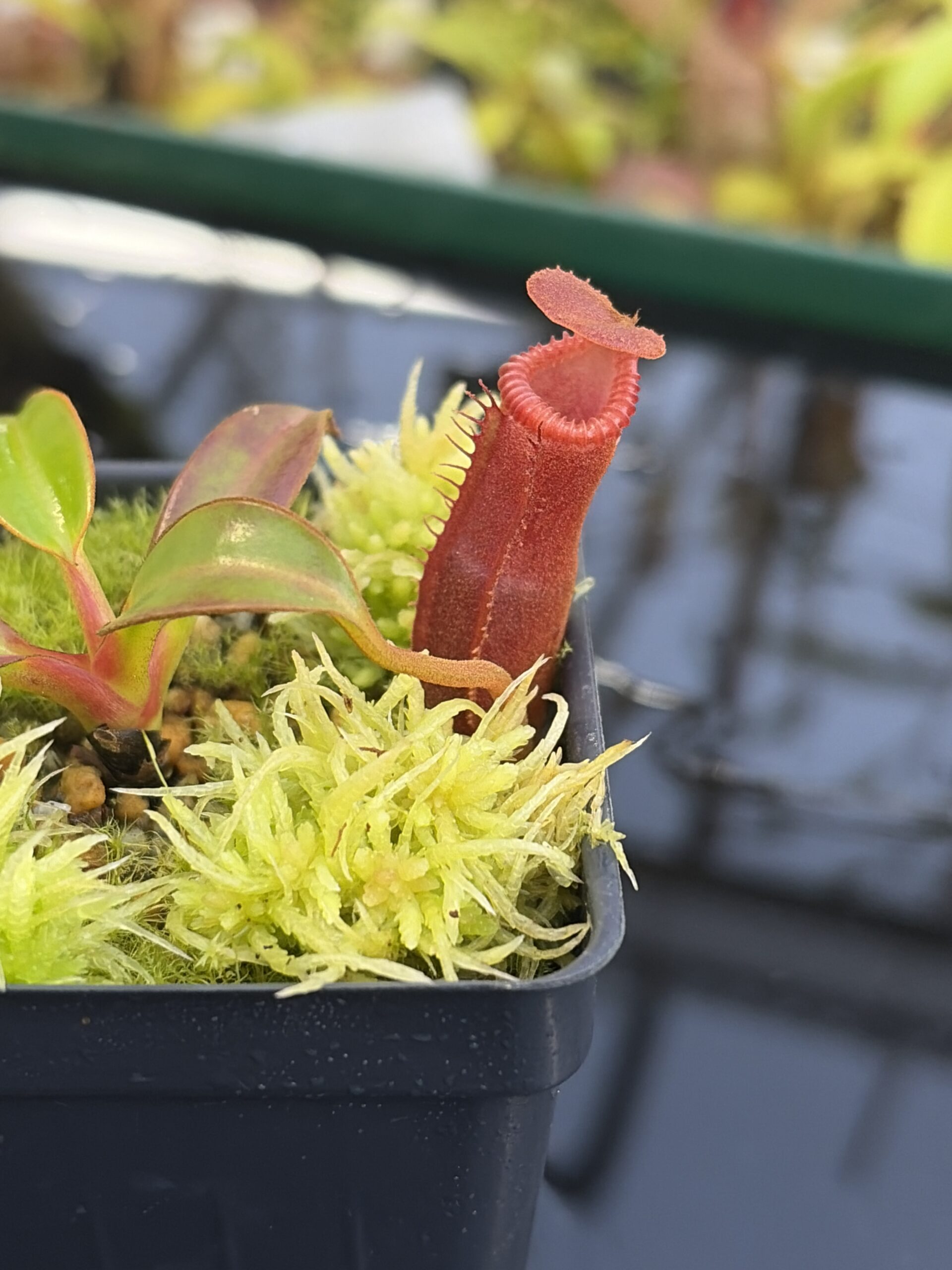 Close Up of Nepenthes edwardsiana (Tamb.) | Andreas Wistuba | AW-02 | H27307