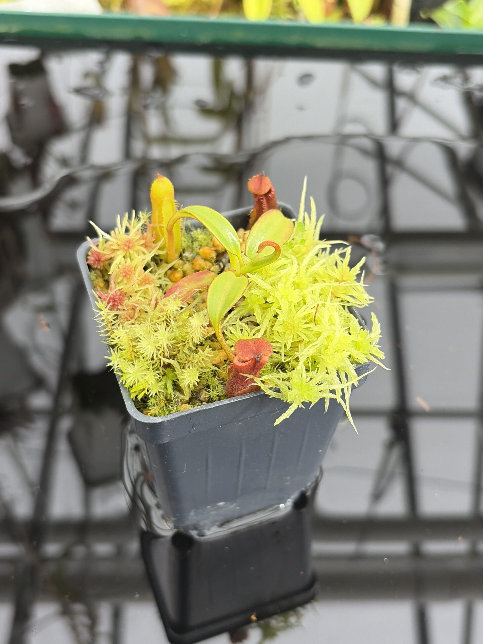 Close Up of Nepenthes edwardsiana (Tamb.) | Andreas Wistuba | AW-05 | H27116