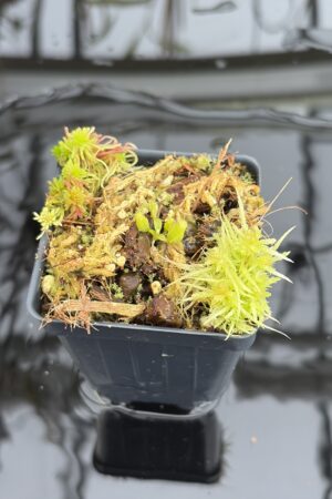 Close Up of Nepenthes edwardsiana x fusca (Kemul) | Michael Kevin Smith | MKS-693 | H27130
