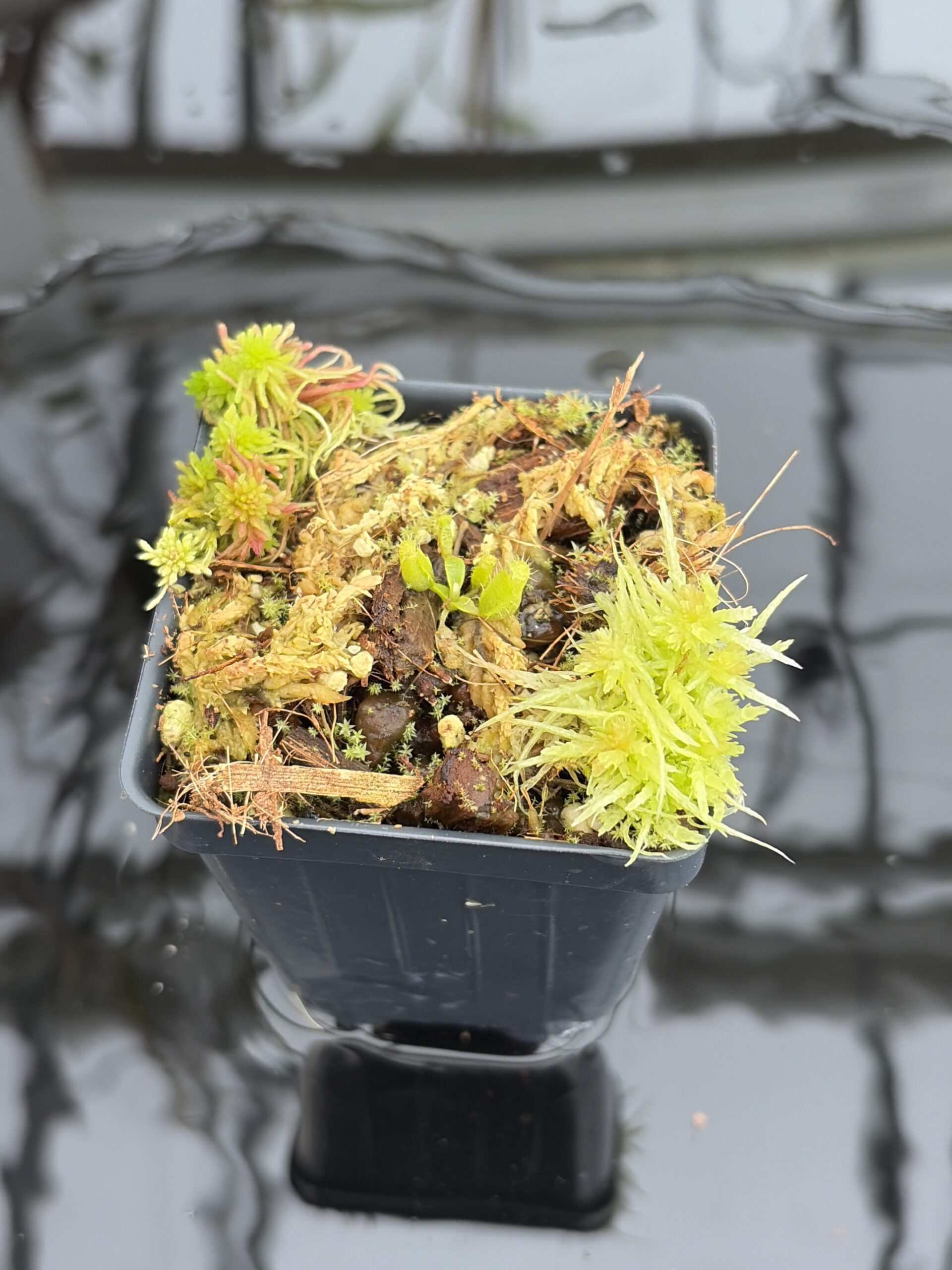 Close Up of Nepenthes edwardsiana x fusca (Kemul) | Michael Kevin Smith | MKS-693 | H27130