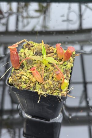 Close Up of Nepenthes edwardsiana x jacquelineae | Assorted Clones | Jeremiah Harris | JH-413 | H27169
