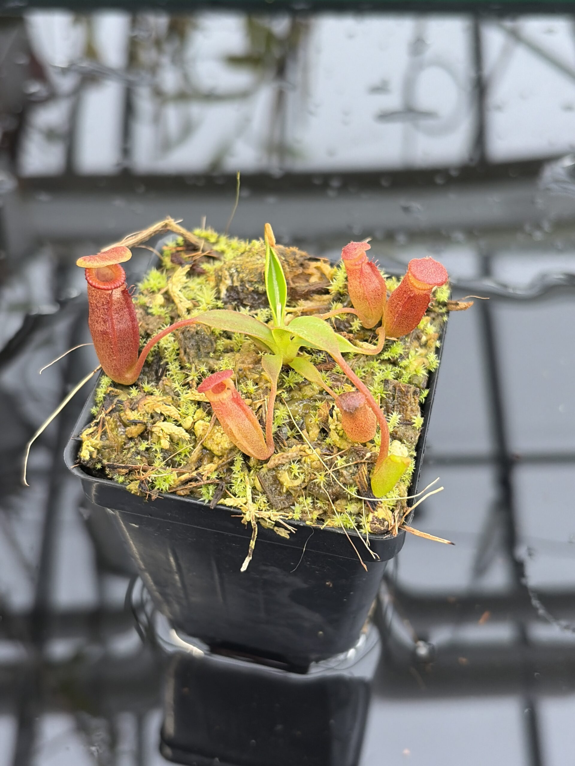 Close Up of Nepenthes edwardsiana x jacquelineae | Assorted Clones | Jeremiah Harris | JH-413 | H27169