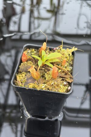 Close Up of Nepenthes edwardsiana x jacquelineae | Jeremiah Harris | JH-413.03 | H27189