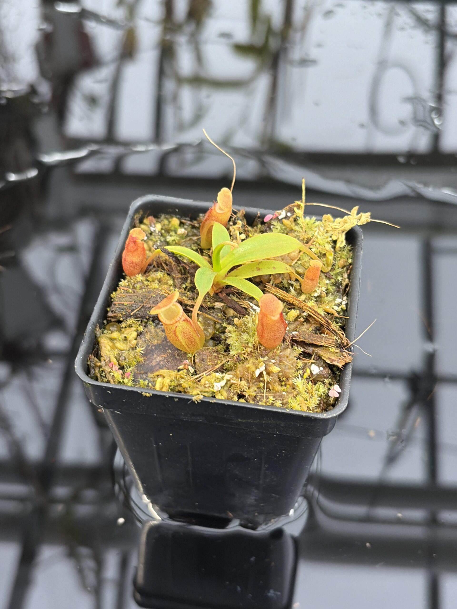 Close Up of Nepenthes edwardsiana x jacquelineae | Jeremiah Harris | JH-413.03 | H27189