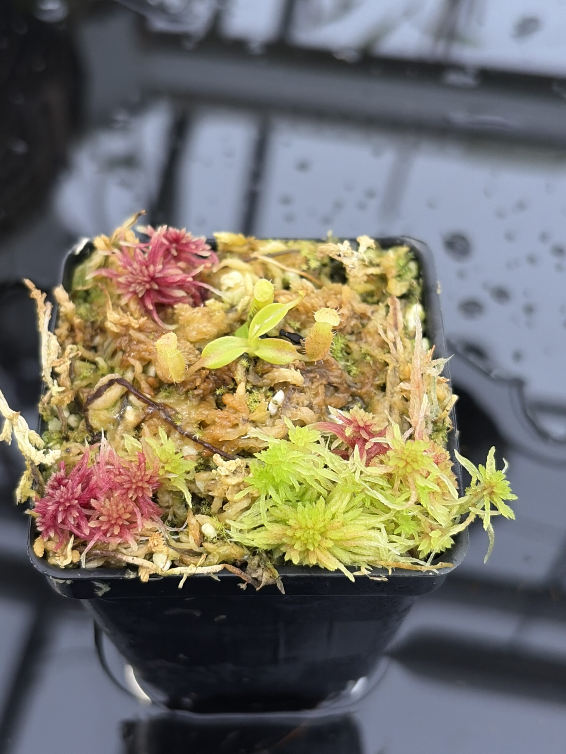 Close Up of Nepenthes edwardsiana x leonardoi | Michael Kevin Smith | MKS-691.00 | H27173