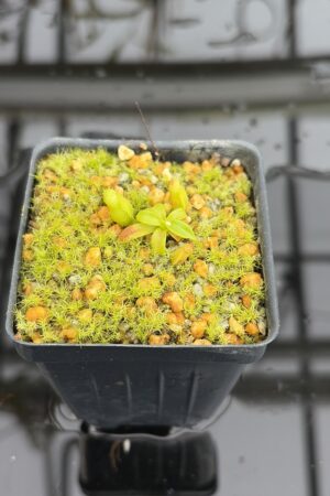 Close Up of Nepenthes edwardsiana x macrophylla | Assorted Clones | Jeremiah Harris | JH-459 | H27132