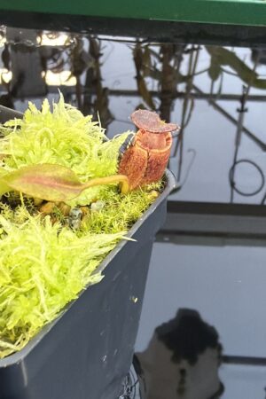 Close Up of Nepenthes ephippiata (Gunung Raya, Borneo) | Andreas Wistuba | AW-05 | H27437