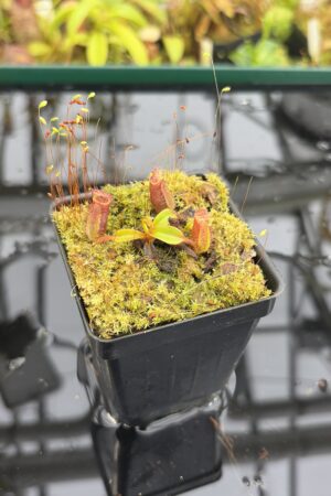 Close Up of Nepenthes ephippiata Hose Mountains | Jeremiah Harris | JH-045.02 | H27180