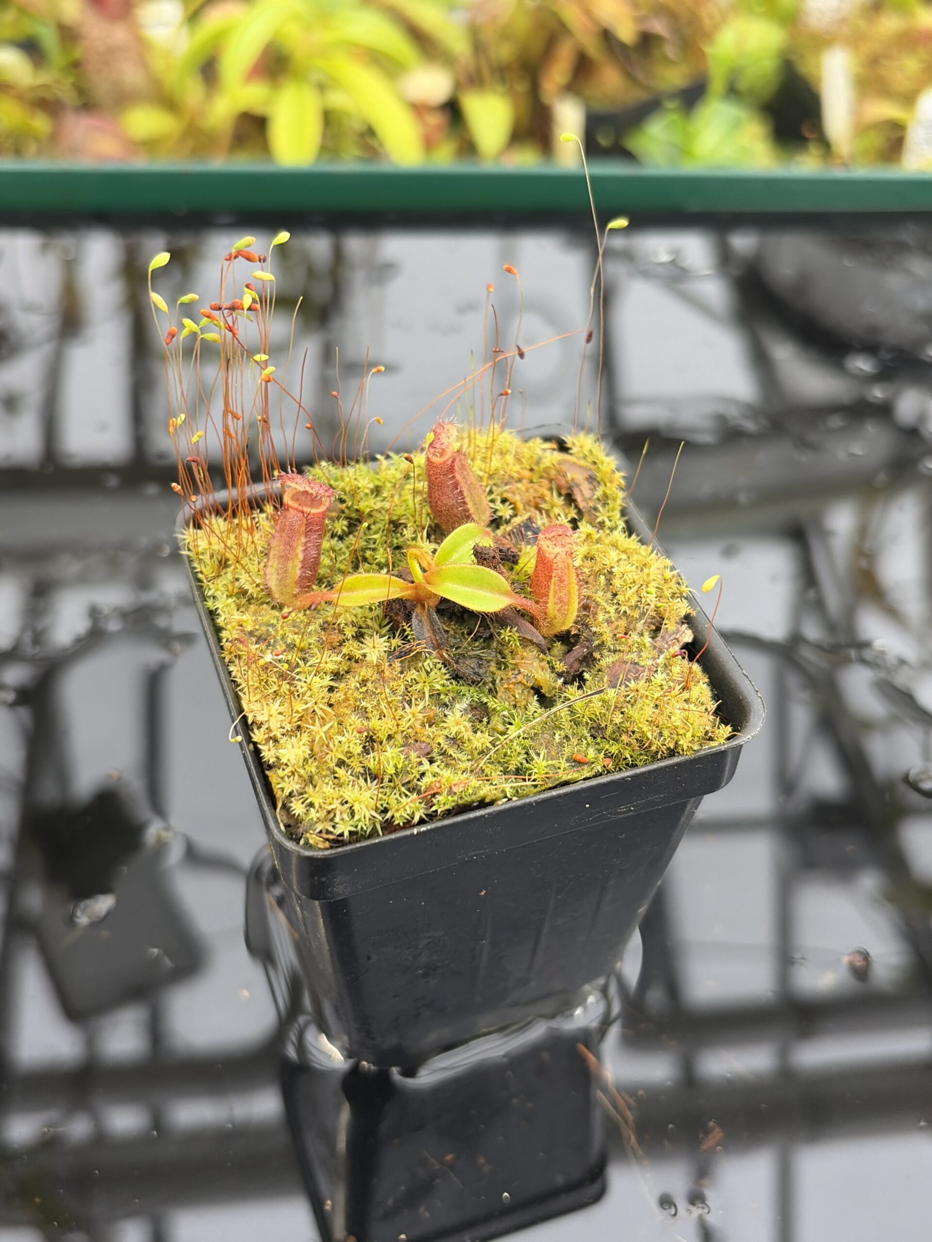 Close Up of Nepenthes ephippiata Hose Mountains | Jeremiah Harris | JH-045.02 | H27180