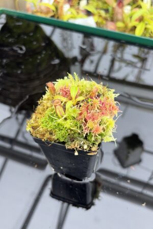 Close Up of Nepenthes ephippiata Hose Mountains | Jeremiah Harris | JH-045.03 | H27141