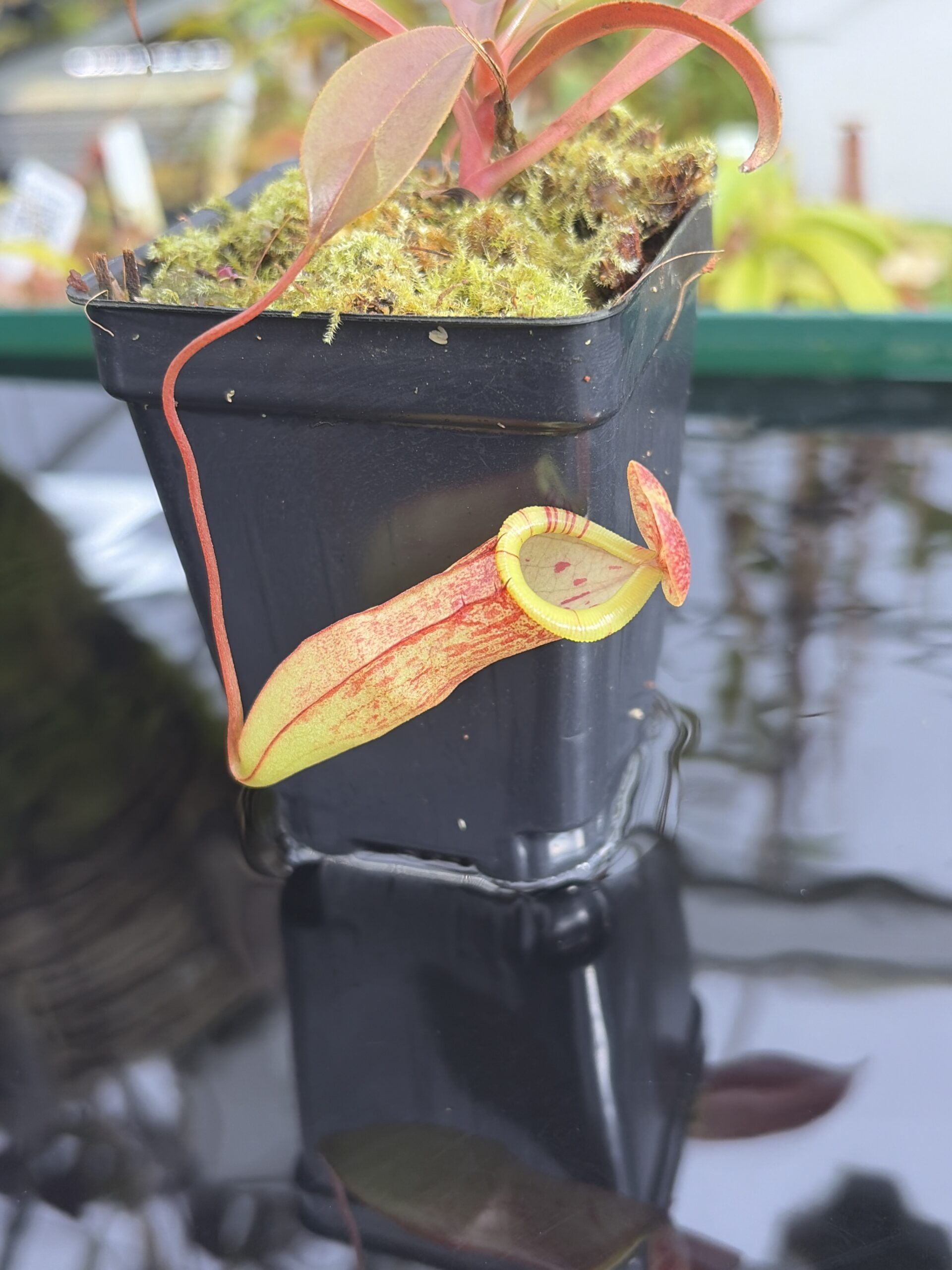 Close Up of Nepenthes eustachya x tenuis | Borneo Exotics | BE-3971 | IN27363