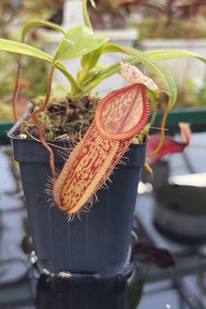 Close Up of Nepenthes glabrata x hamata | Borneo Exotics | BE-3912 | H27073