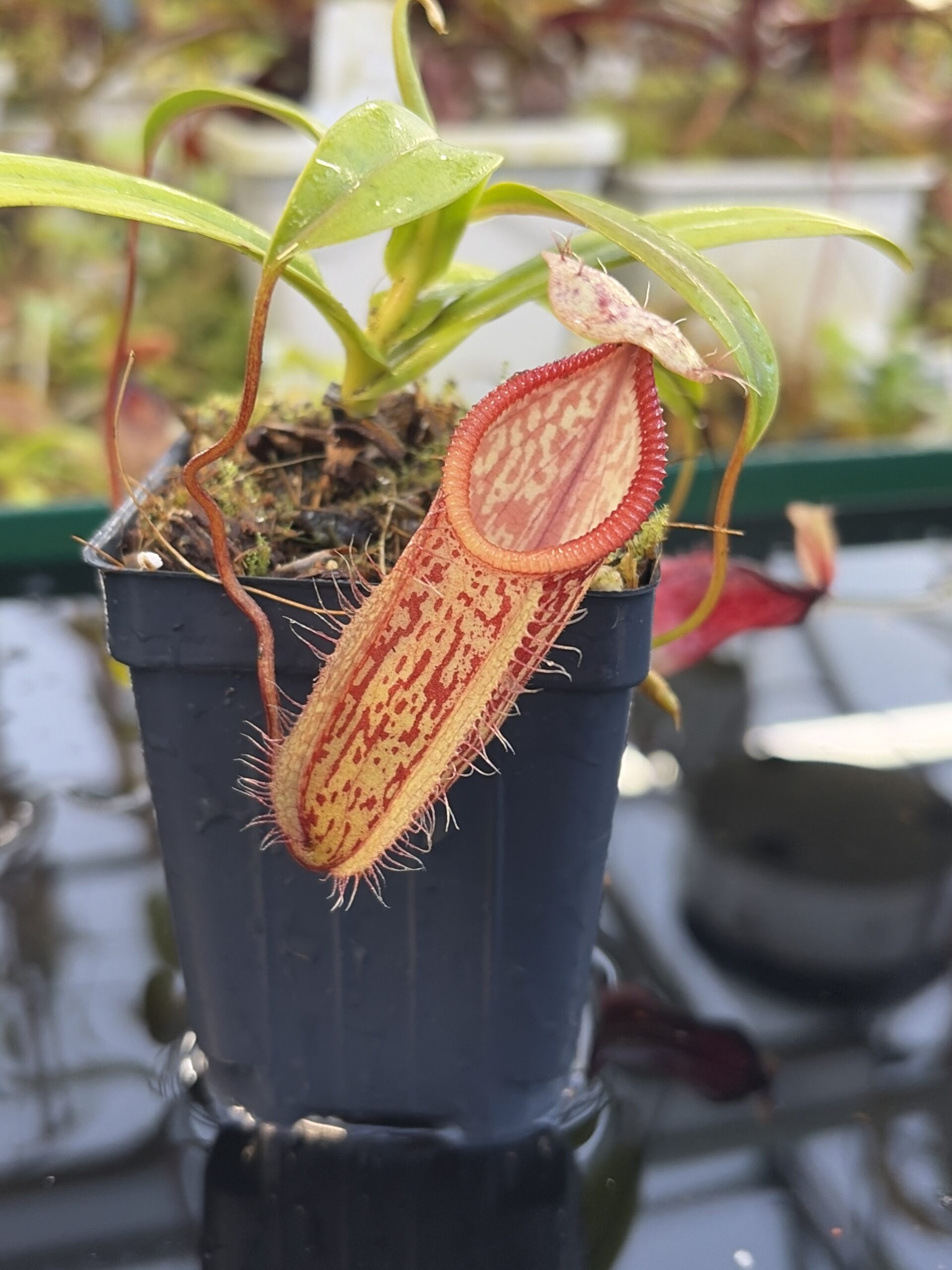 Close Up of Nepenthes glabrata x hamata | Borneo Exotics | BE-3912 | H27073