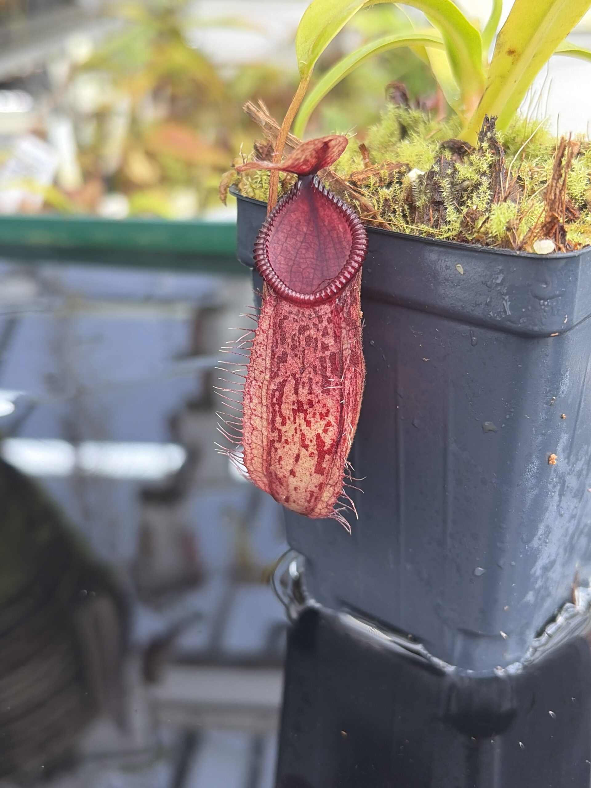 Close Up of Nepenthes glabrata x hamata | Borneo Exotics | BE-3912 | H27400
