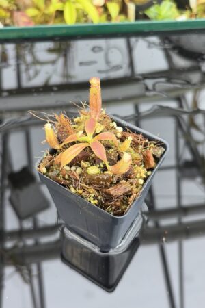 Close Up of Nepenthes glandulifera (Hort.) | Assorted Clones | Jeremiah Harris | JH-495 | H27128