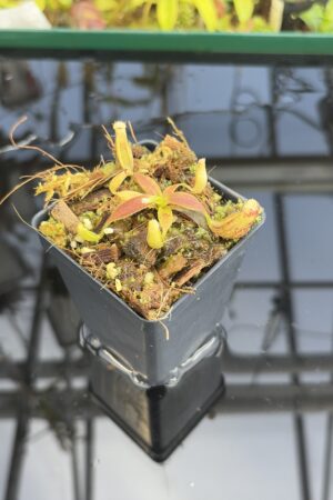 Close Up of Nepenthes glandulifera (Hort.) | Assorted Clones | Jeremiah Harris | JH-495 | H27414