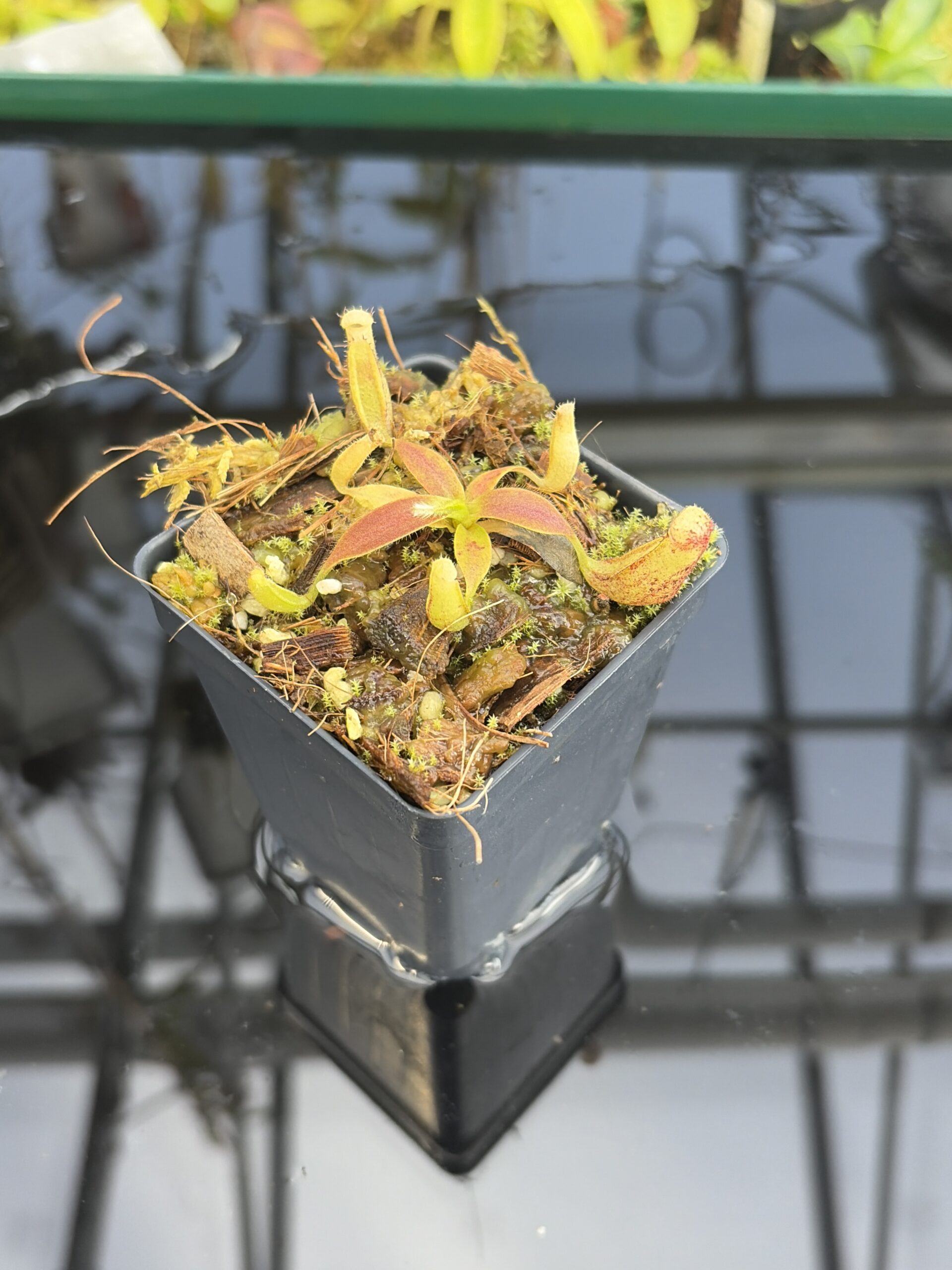 Close Up of Nepenthes glandulifera (Hort.) | Assorted Clones | Jeremiah Harris | JH-495 | H27414
