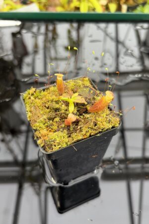Close Up of Nepenthes glandulifera x edwardsiana | Florae Collaborative | FC-097.04 | H27177