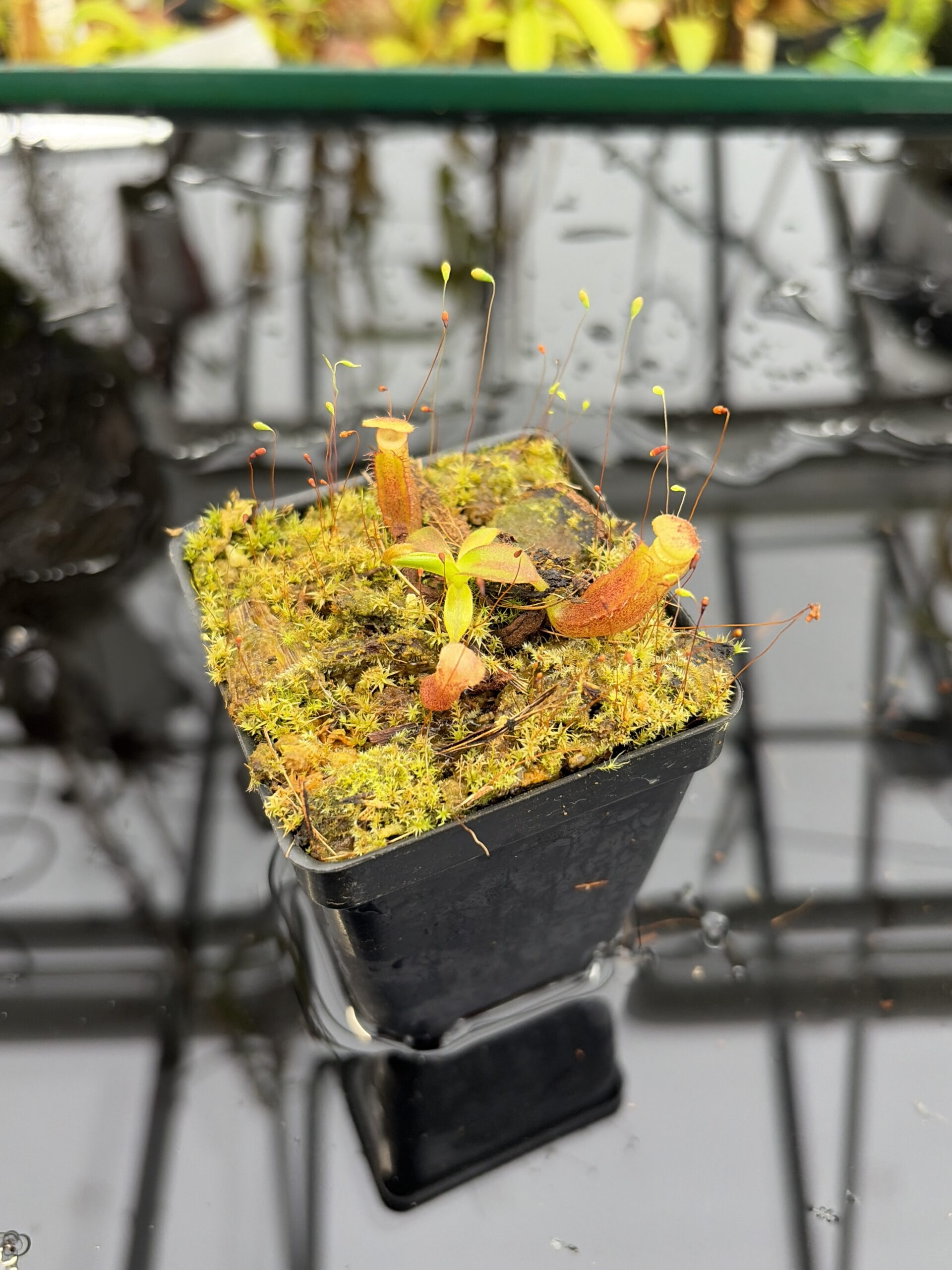 Close Up of Nepenthes glandulifera x edwardsiana | Florae Collaborative | FC-097.04 | H27177