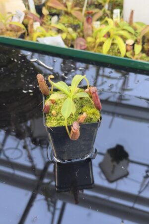 Close Up of Nepenthes glandulifera x xtrusmadiensis | Florae Collaborative | FC-171.03 | IN27240