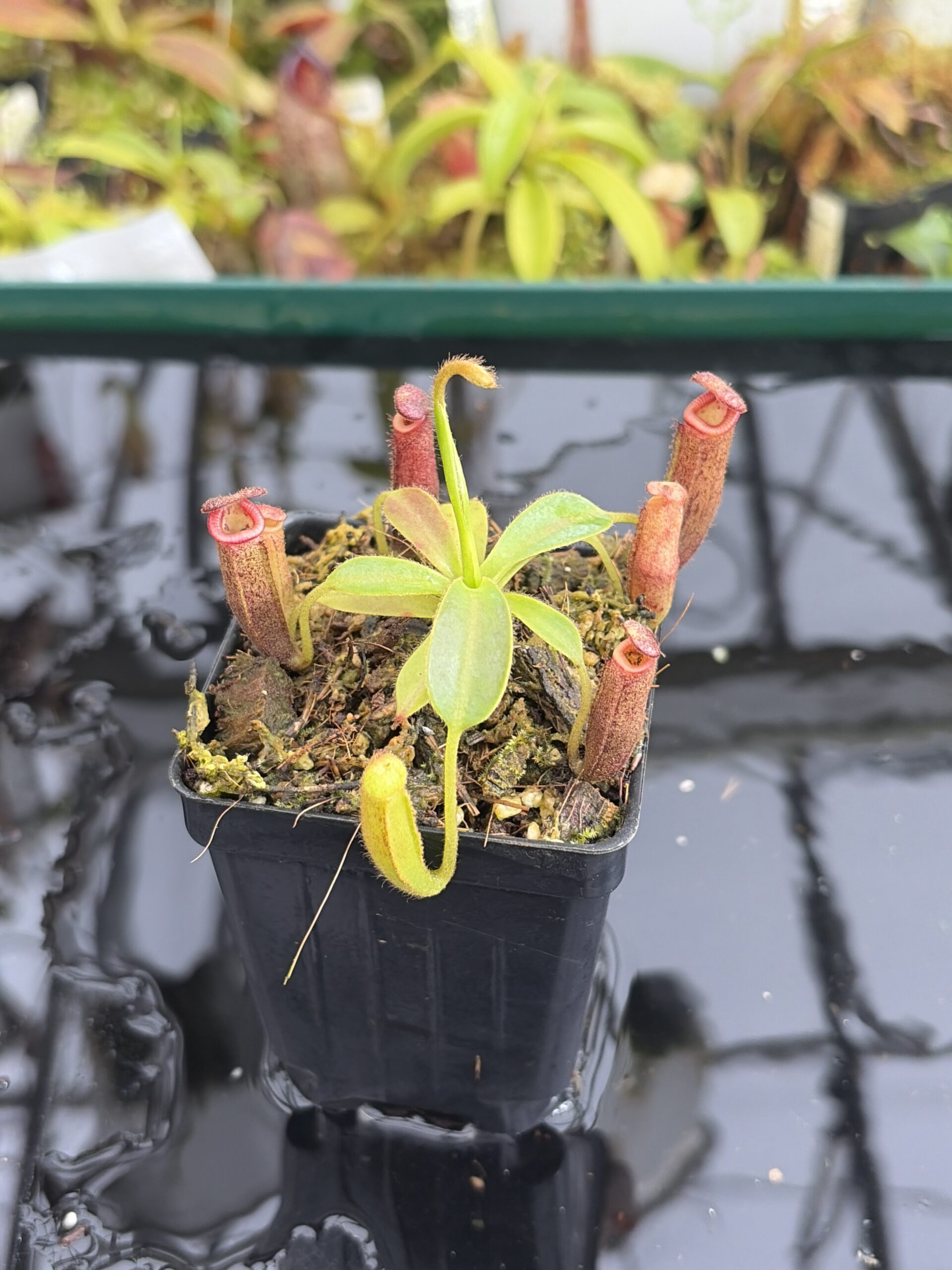 Close Up of Nepenthes glandulifera x xtrusmadiensis | Florae Collaborative | FC-171.03 | IN27348