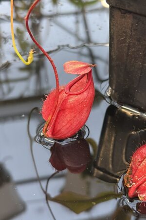 Close Up of Nepenthes (globosa 'Klom' x globosa 'B11') x open pollinated | Manny Herrera | MH-SG | L27263