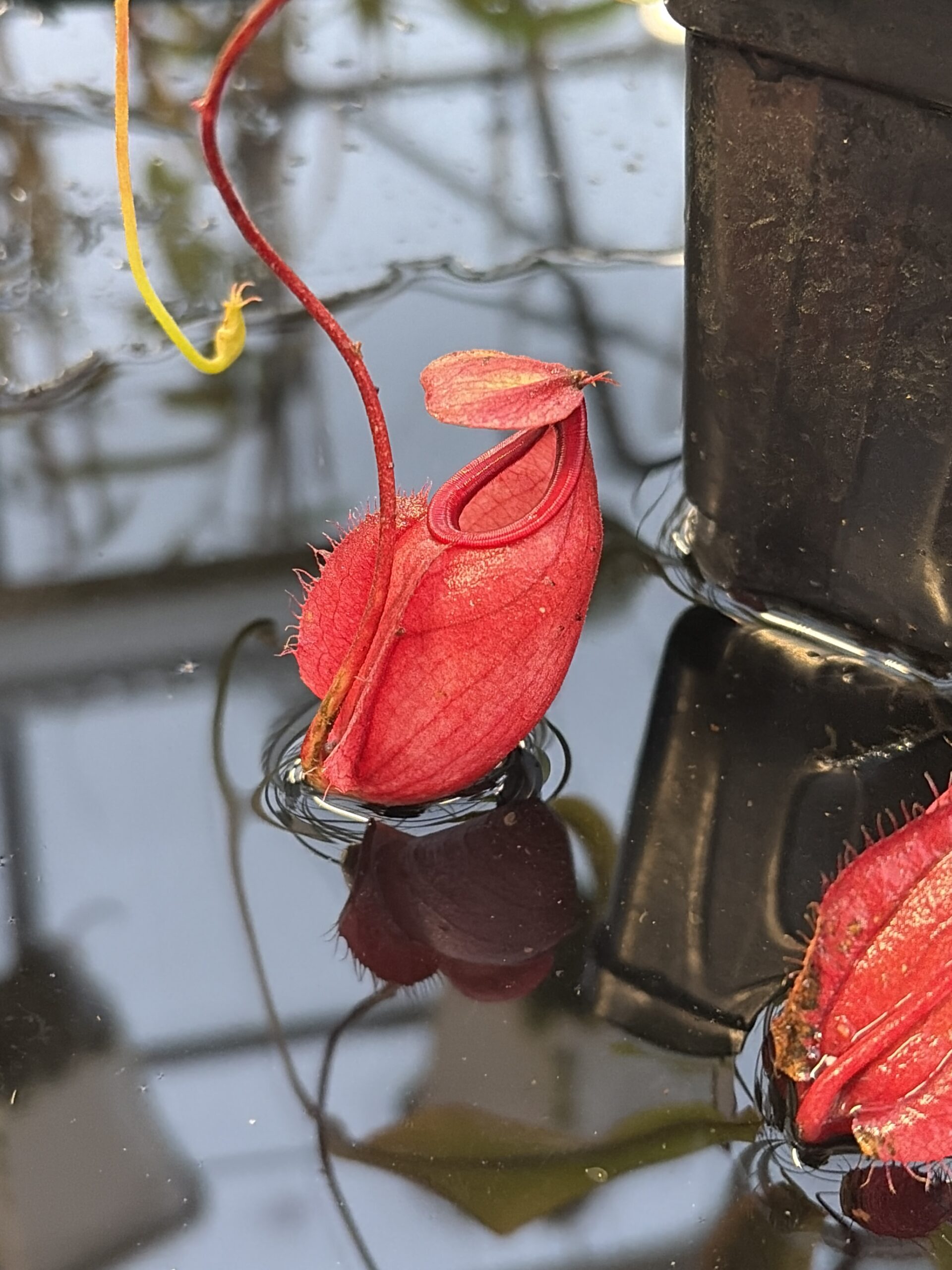 Close Up of Nepenthes (globosa 'Klom' x globosa 'B11') x open pollinated | Manny Herrera | MH-SG | L27263