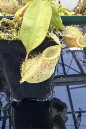 Close Up of Nepenthes [(globosa x xKuchingensis) x (globosa x rafflesiana)] x ampullaria, red | Manny Herrera | | L27271
