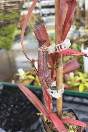 Close Up of Nepenthes gracilis | Borneo Exotics | BE-4060 | L27036