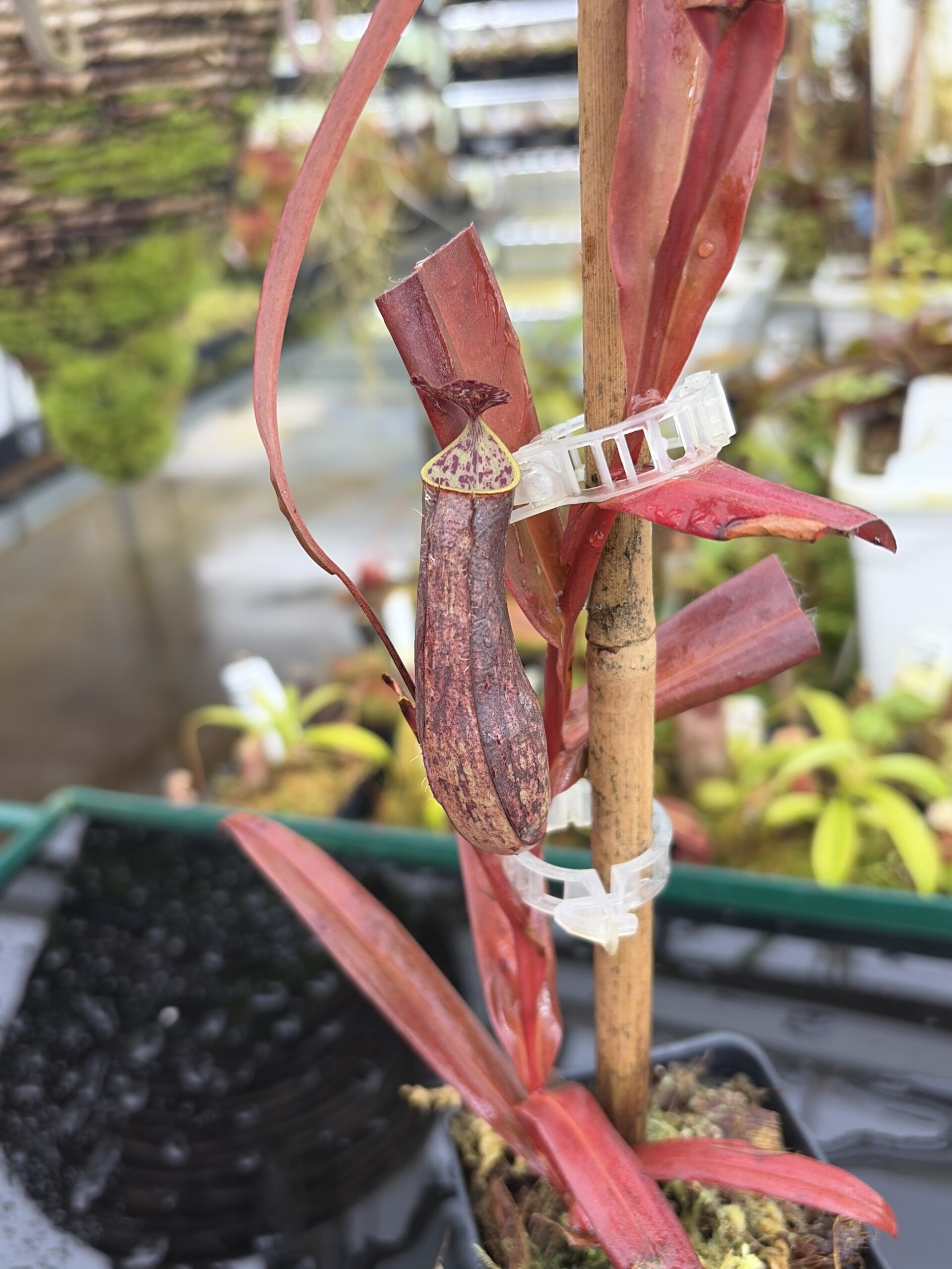 Close Up of Nepenthes gracilis | Borneo Exotics | BE-4060 | L27036