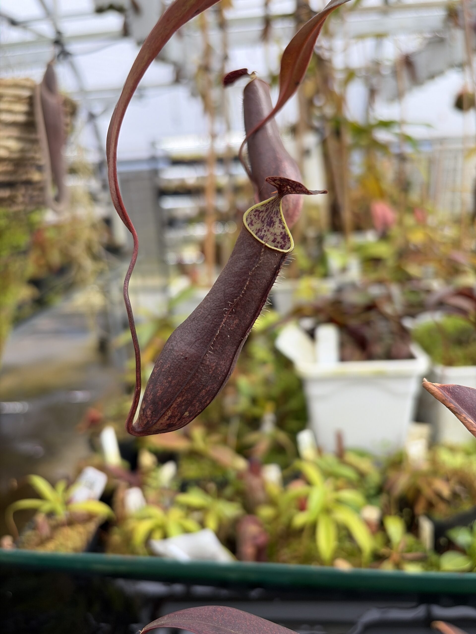 Close Up of Nepenthes gracilis | Borneo Exotics | BE-4060 | L27334