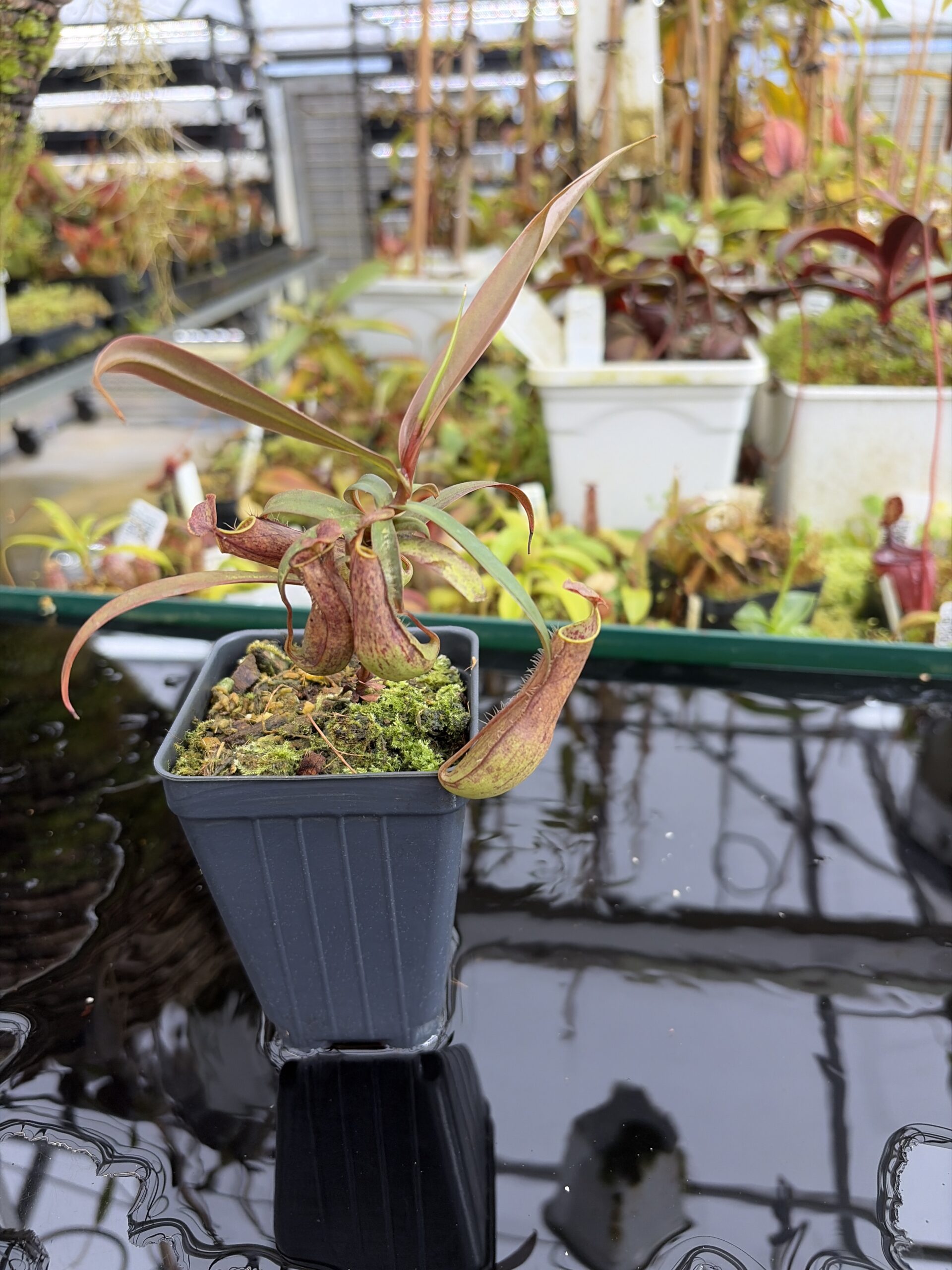 Close Up of Nepenthes gracilis | Borneo Exotics | BE-4060 | L27339