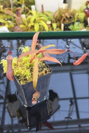 Close Up of Nepenthes gracilis | Borneo Exotics | BE-4611 | L27269