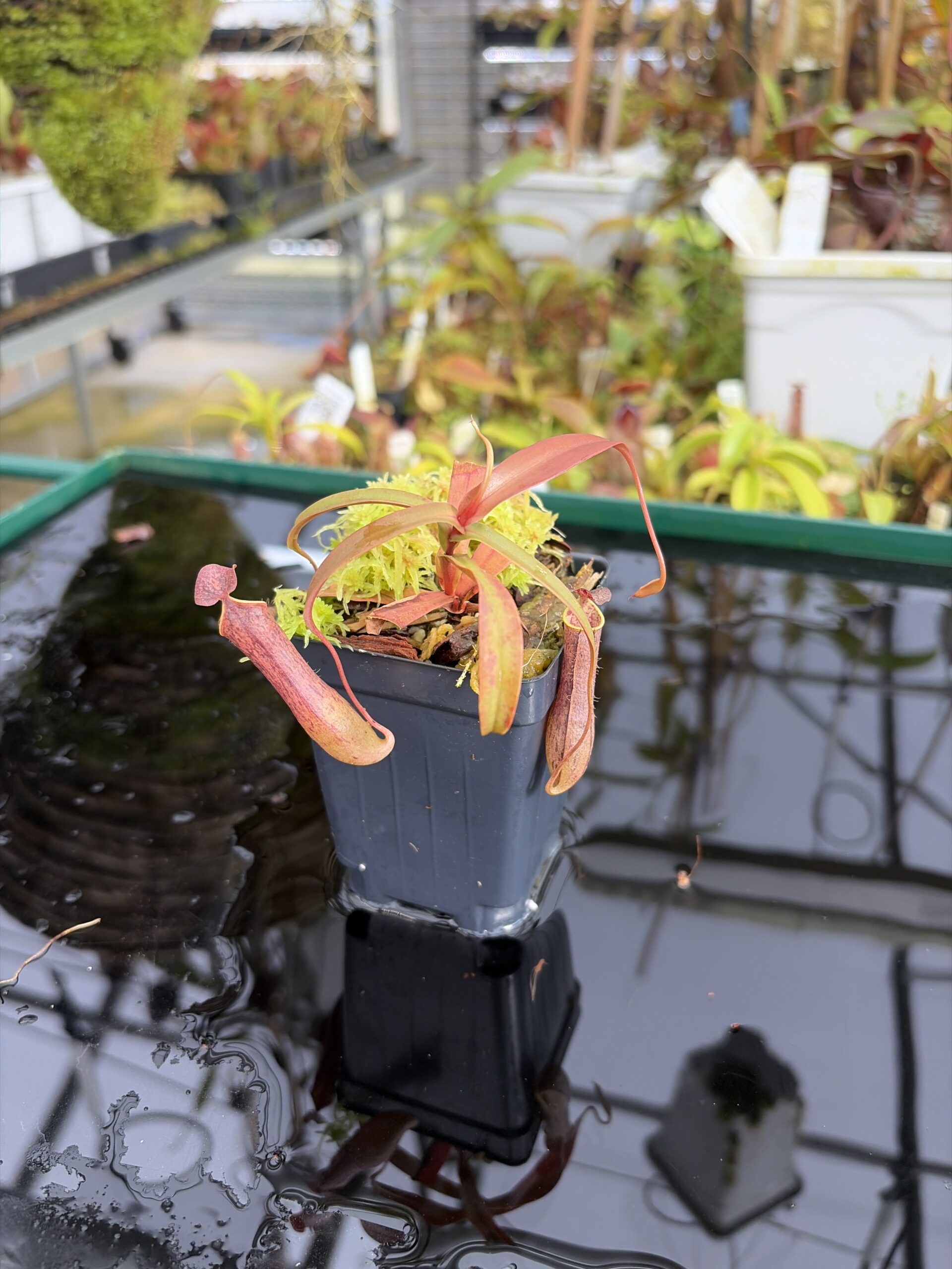 Close Up of Nepenthes gracilis | Borneo Exotics | BE-4611 | L27378