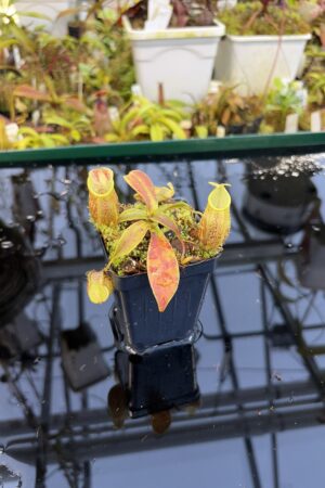 Close Up of Nepenthes gymnamphora | Borneo Exotics | BE-4059 | H27087