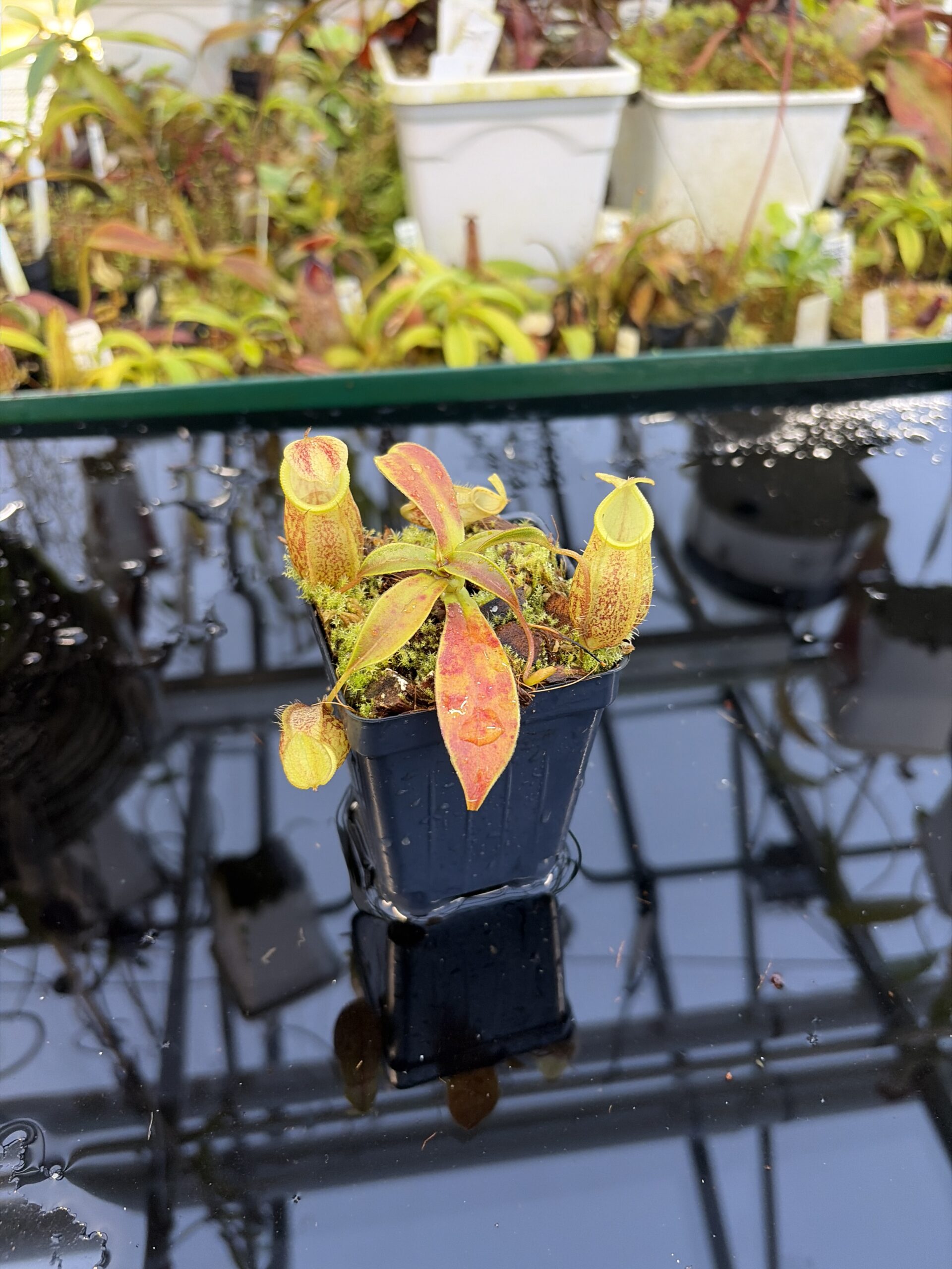 Close Up of Nepenthes gymnamphora | Borneo Exotics | BE-4059 | H27087