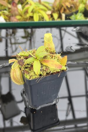 Close Up of Nepenthes gymnamphora | Borneo Exotics | BE-4059 | H27164