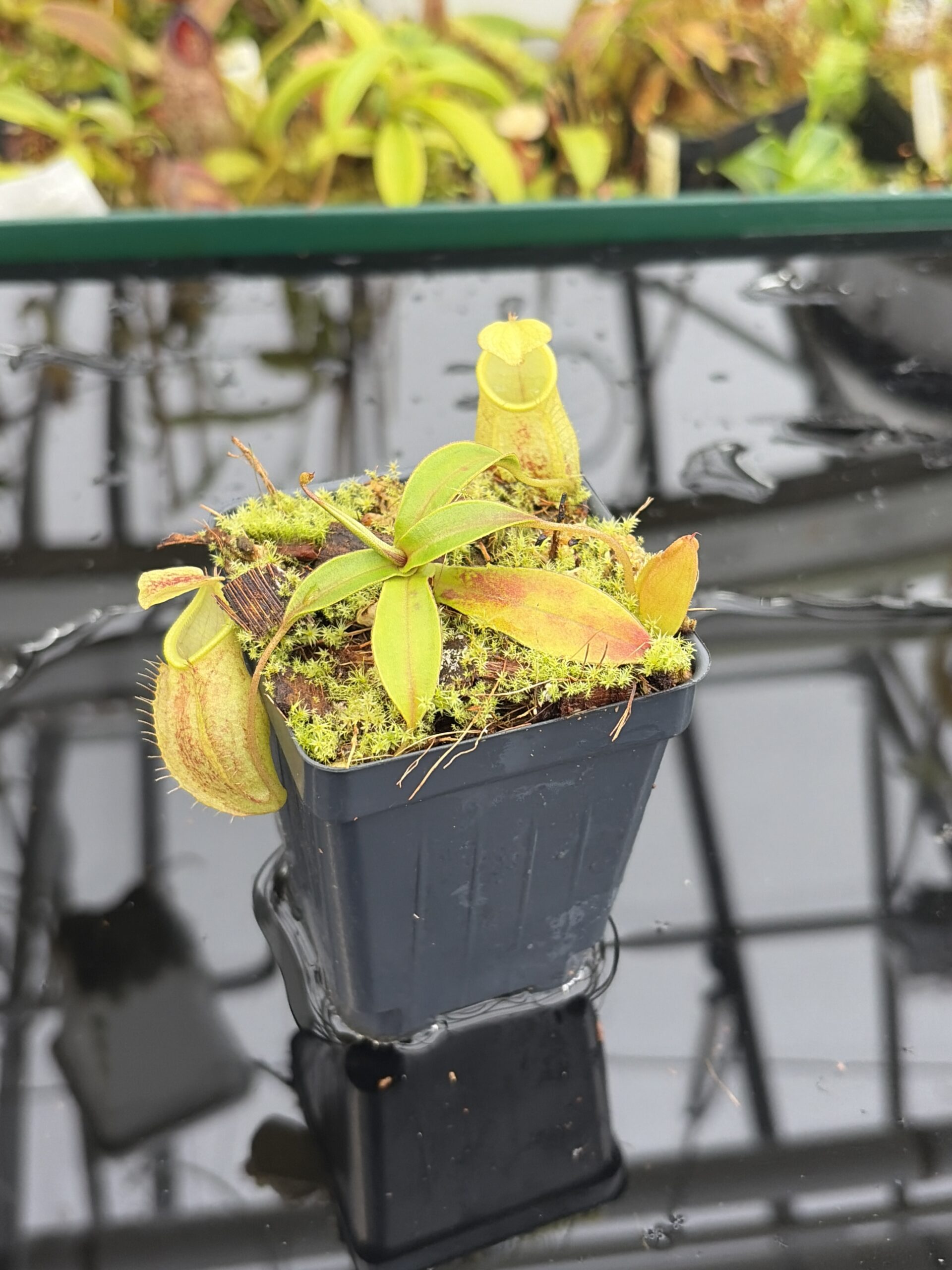 Close Up of Nepenthes gymnamphora | Borneo Exotics | BE-4059 | H27164