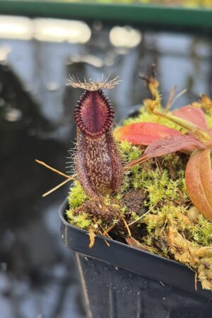 Close Up of Nepenthes hamata | Borneo Exotics | BE-3975 | H27088